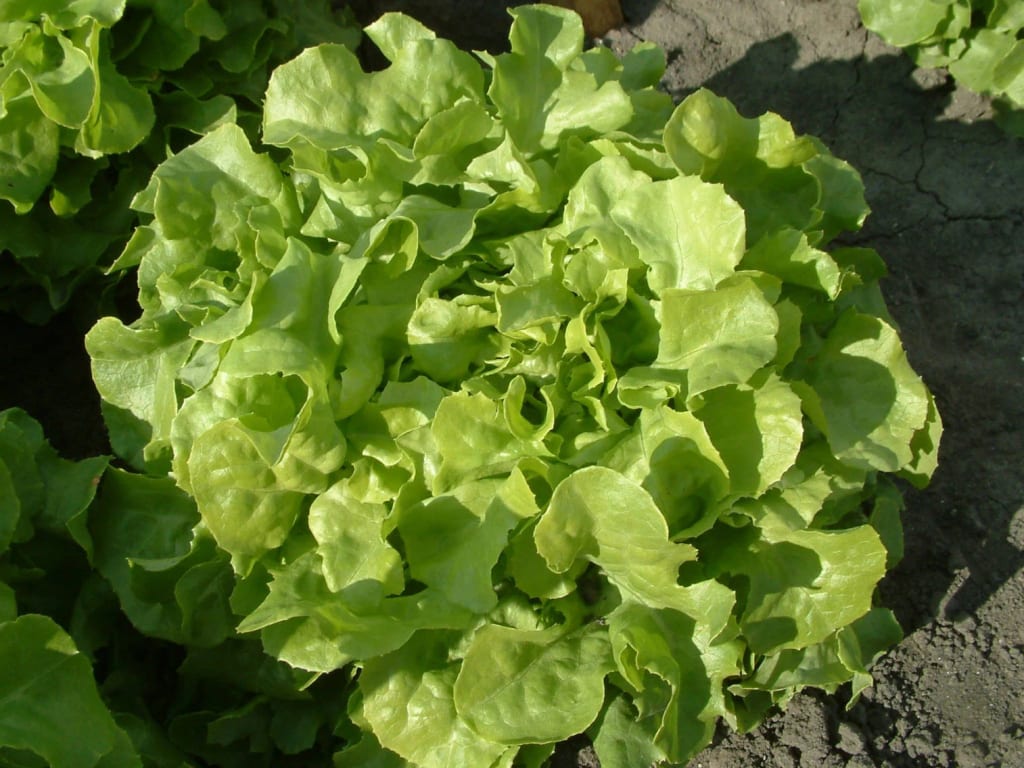Feuille de chêne