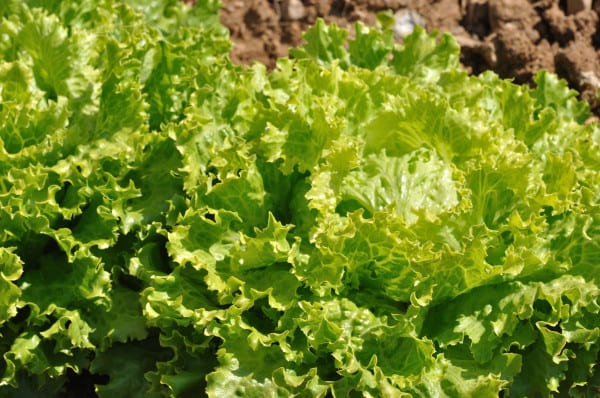 Salade Batavia
